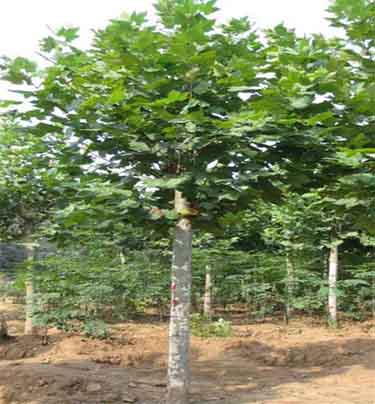 白蜡价格带土团定植淋足定根水